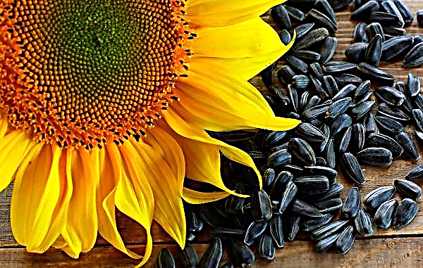 Di 8 wilayah Ukraine, koleksi bunga matahari