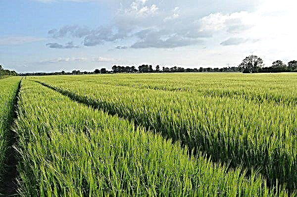 أبلغ مزارعو الحبوب في منطقة تشيرنيفتسي عن غلة عالية من القمح الشتوي