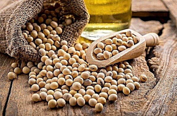 In Ukraine, part of GM soybean seeds reached 60 percent