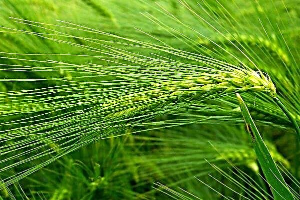 「Niva Pereyaslavschiny」は春の大麦の播種を開始しました