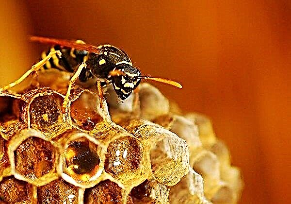 Die Ukraine erhöht gleichzeitig den Export und Import von Honig