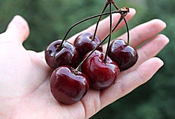 Syrian cherries flow from Syria