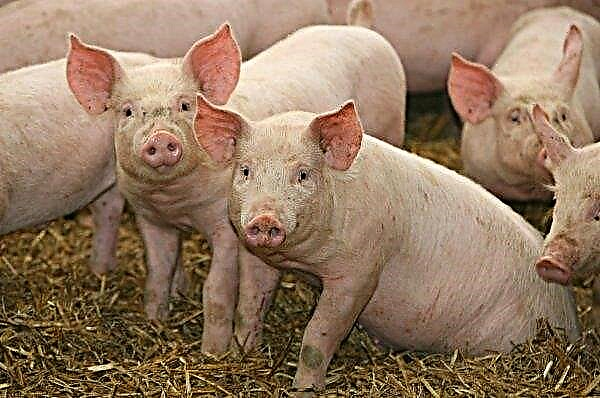 تربية الخنازير في المملكة المتحدة تقلل من استخدام المضادات الحيوية للسنة الثالثة على التوالي