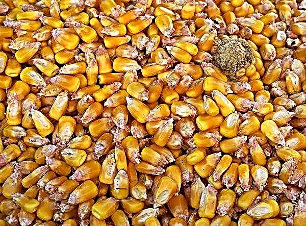 Le prix du maïs fourrager en Russie continue d'augmenter