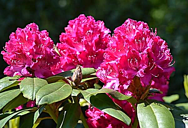 Rhododendron: ภาพถ่ายดอกไม้มันคืออะไร - ไม้พุ่มหรือต้นไม้พืชมีลักษณะอย่างไรมันจะเติบโตที่ไหนในรัสเซียมีพิษหรือไม่