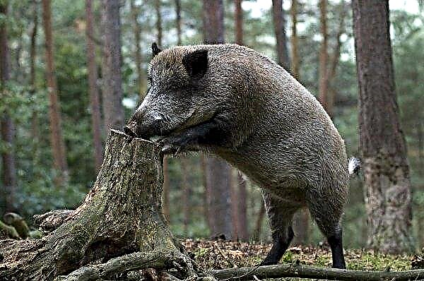 بولندا: زيادة ASF بين الخنازير البرية إلى عشرين