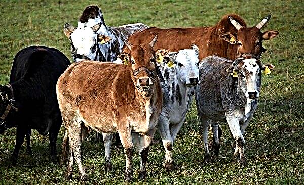 Los pastores de Altai aumentan el ritmo de ventas de vacas