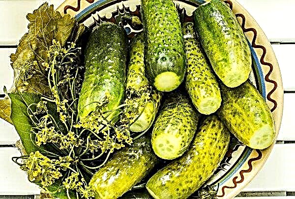 Stavropol cucumber strikes with productivity