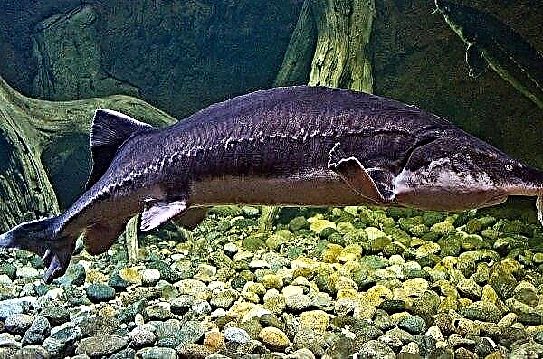 Near Moscow fish farmers will begin mass cultivation of sturgeon, common carp and sterlet