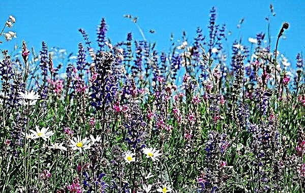 The best melliferous plants for bees: features and species, herbs and flowers, annual and perennial, honey planting, photo