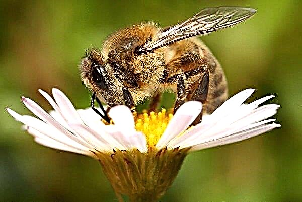 Werden Kursk-Bienen von Bauern vergiftet?