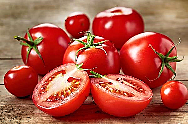 Індійські вчені розробили гібриди томатів для переробки