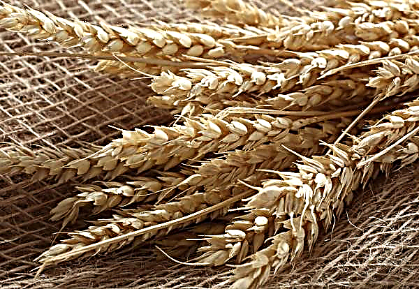 Los agricultores rusos recolectan 35 centavos de grano de cada hectárea de trigo.