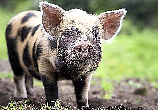 Bulgaristan'daki ASF nedeniyle 17 bin domuz atılacak