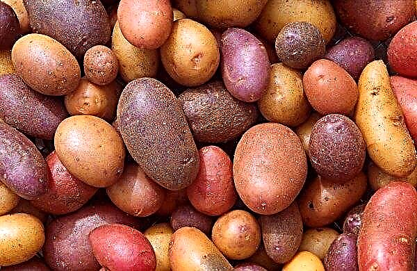Russia and China intend to create super-unique varieties of potatoes and legumes