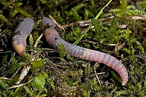 Nebezpečná červ objavený v osemnástich provinciách Číny