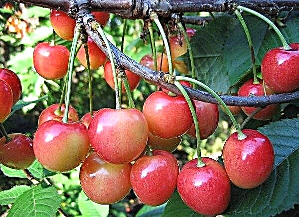 Sweet cherry Bryanskaya Pink: description and characteristics of the variety, planting and care, photo