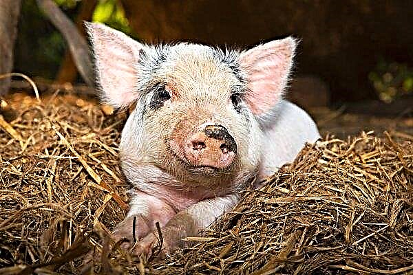 Afrikanische Schweinepest kostet Hanoi eine sensible Menge