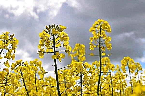 Meskipun hujan menyelamatkan hidup, tanaman rapeseed Eropa diperkirakan rendah