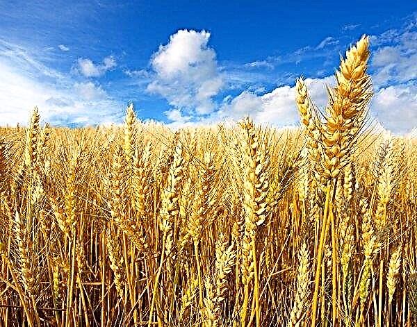European Union forecasts high wheat yield