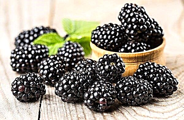 Kherson producers of berries expect a generous harvest
