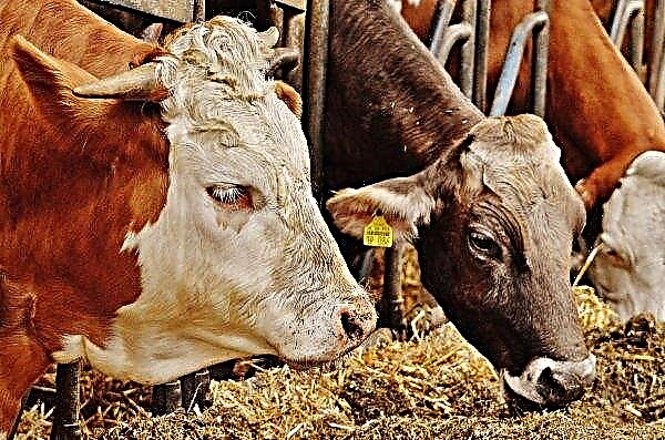 في هولندا ، وصلت الأبقار بالفعل إلى أول مزرعة عائمة في العالم