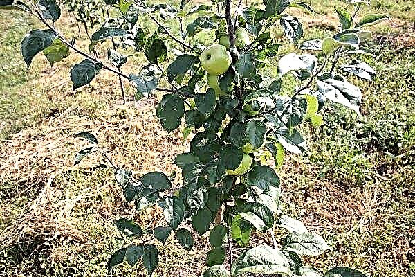 Golden Apple Bryansk: description et description, plantation et soins, photo