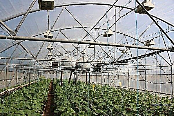 Russia breaks its own records for the number of winter greenhouses