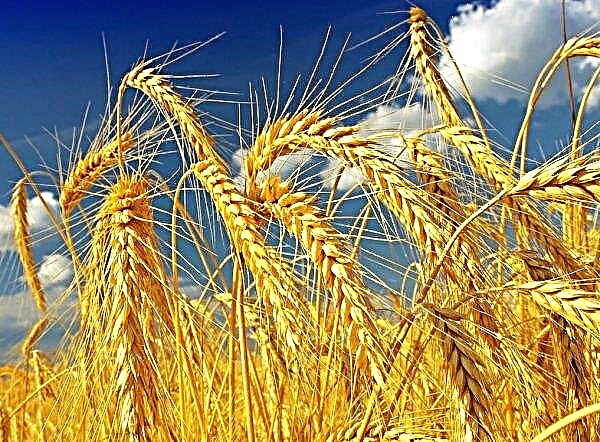 Ukraina kekurangan pakan gandum