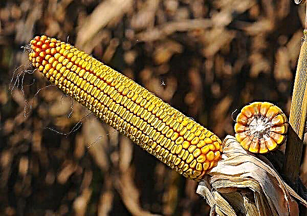 5 wskazówek, jak wybrać odpowiednie ziarno kukurydzy