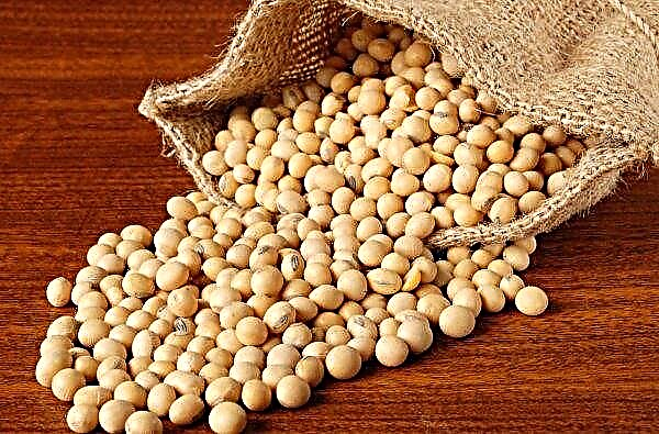 Adakah kacang soya Rusia adalah harapan terakhir orang Cina?