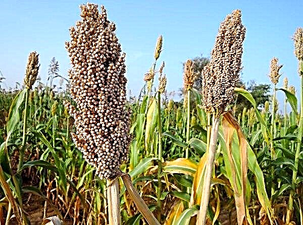 Vinnytsia farmers sow more sorghum by order of poultry farmers