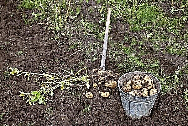 Podridão da batata: causas, descrição e tratamento, o que fazer e como combater, é possível comer batatas afetadas, foto