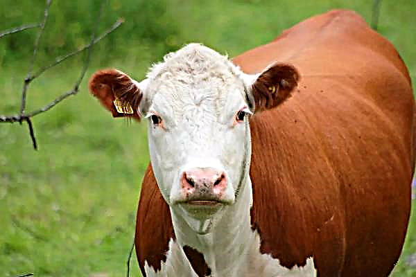 Vypuknutí chorob krav objevených v Austrálii