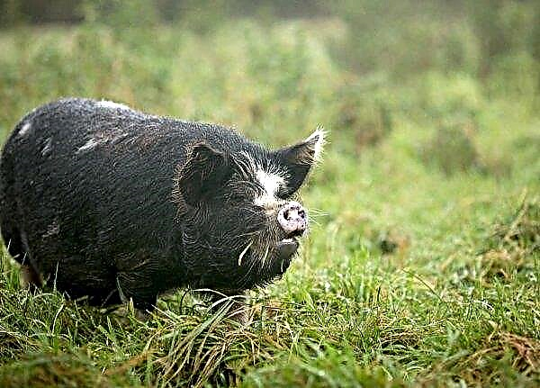Les porcs sauvages buste les agriculteurs du Liban