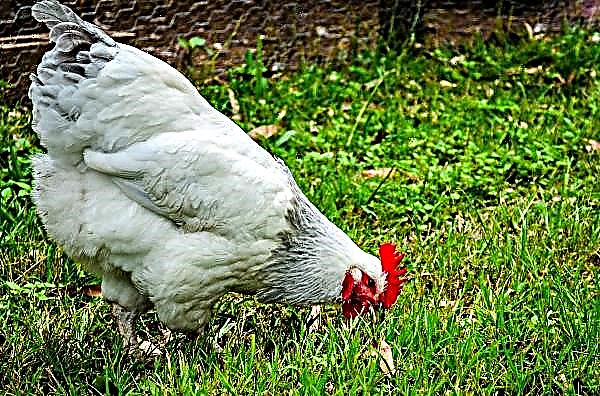 Justice superó una granja avícola de Sverdlovsk después de 3 años