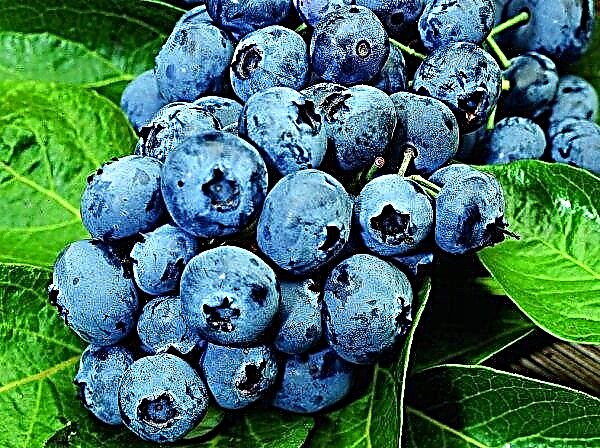 Kiev economy "Berries" will begin selling blueberry seedlings