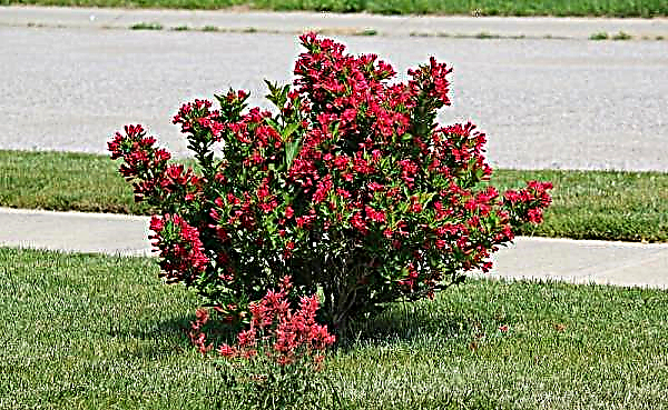 ワイゲラ咲く赤王子（フロリダ赤王子）：茂みの説明、屋外での植栽と手入れ、写真、ランドスケープデザインでの使用