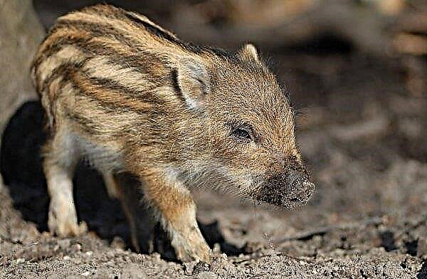 Australia defends itself against ASF by controlling wild boars