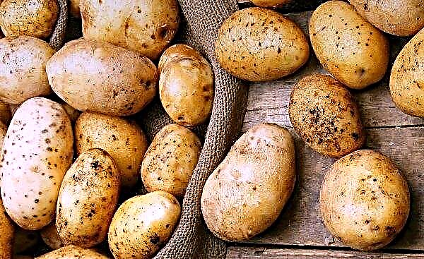 Novozelandski trg krompirja dosega zelo solidno letno vrednost