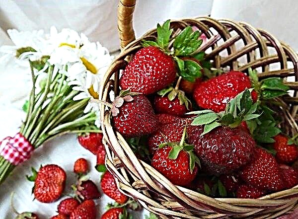 Local strawberries have already appeared on the markets of Western Ukraine