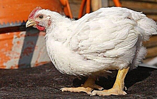 Au cours des cinq premiers mois, les poulets de chair russes ont chuté de près de 6%