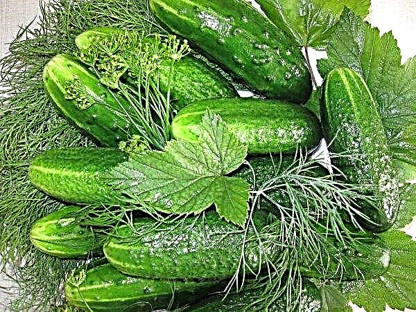 Ukraine has reduced the export of cucumbers