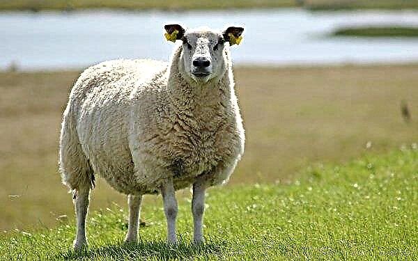 La lana de oveja bashkir es procesada por una fábrica con un solo empleado.