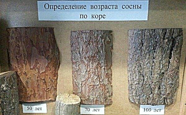 Como determinar a idade do pinheiro pelo diâmetro do tronco e aparência, como descobrir a idade sem cortar