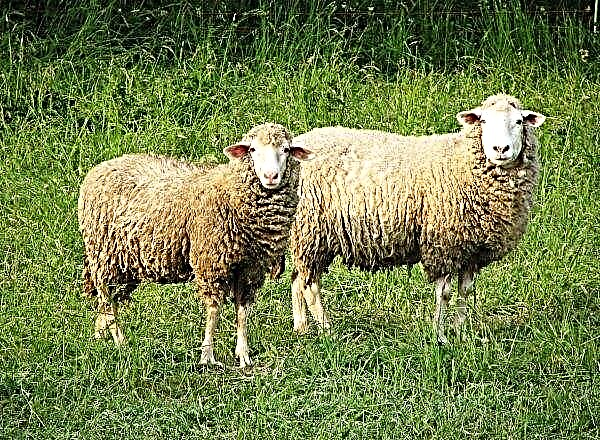 Στο νέο αγρόκτημα Stavropol, τα πρόβατα δεν επιτρέπεται να περπατούν