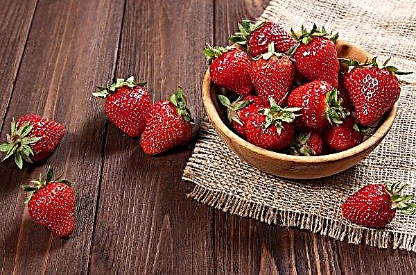 Farmers in southern Ukraine are forced to prematurely harvest strawberries