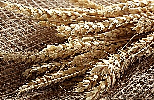 Afghan bins will replenish with wheat from Kazakhstan
