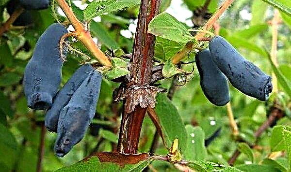 Cultivar doce madressilva Omega de meia estação: descrição da variedade, plantio e cuidados, polinizadores, foto