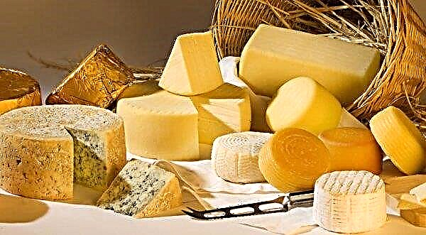 Volgogradas siera ražotāji iekaro jaunus augstumus